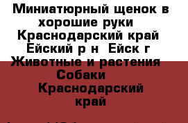 Миниатюрный щенок в хорошие руки - Краснодарский край, Ейский р-н, Ейск г. Животные и растения » Собаки   . Краснодарский край